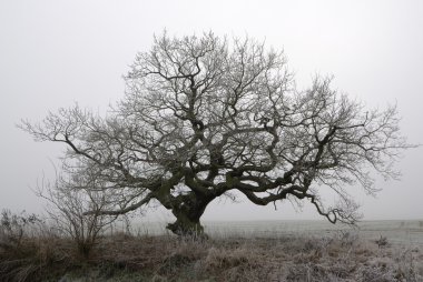 Old oak in fog clipart