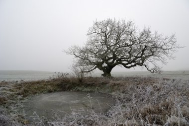 Sisin içinde yaşlı meşe