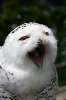 Snow Owl - Bubo scandiacus, Nycte clipart