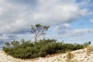 JAWS dunes içinde