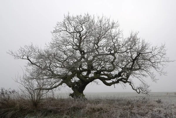Old oak in fog — Stock Photo, Image