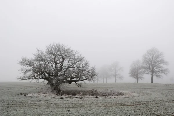 Vecchia quercia nella nebbia — Foto Stock