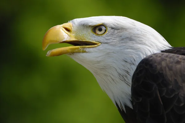Bald eagle - Haliaeetus leucocephalus — Stockfoto