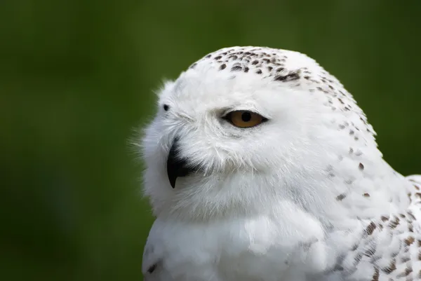Sneeuw owl - bubo scandiacus, nycte Stockfoto