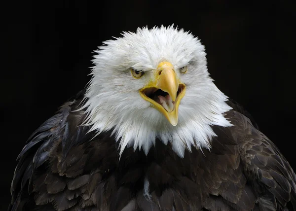 Bald eagle - Haliaeetus leucocephalus Stock Image