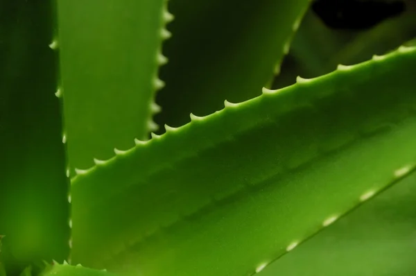 Aloe vera Stock Snímky