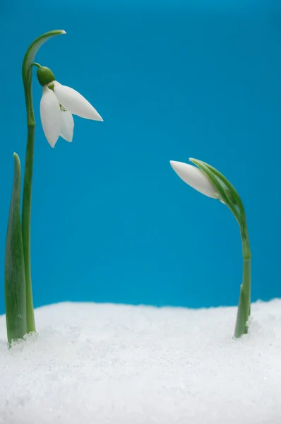 Két hóvirág — Stock Fotó