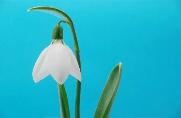 Spring flower — Stock Photo, Image