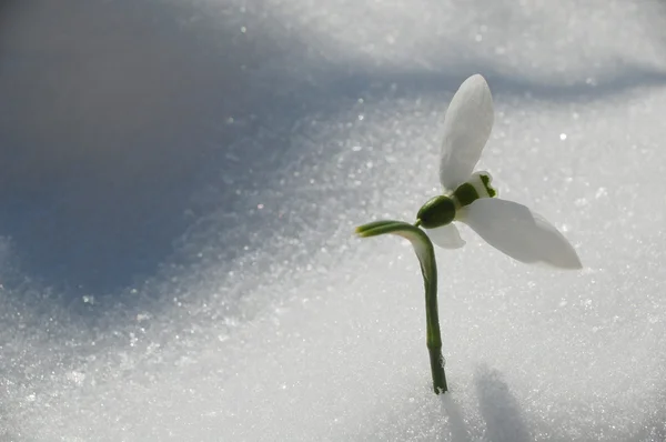 Snowdrop in snow — Stock Photo, Image