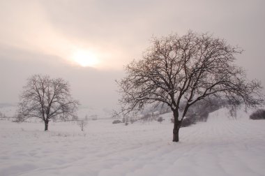 Winter trees clipart