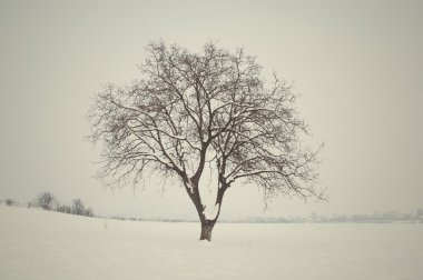 Winter tree clipart