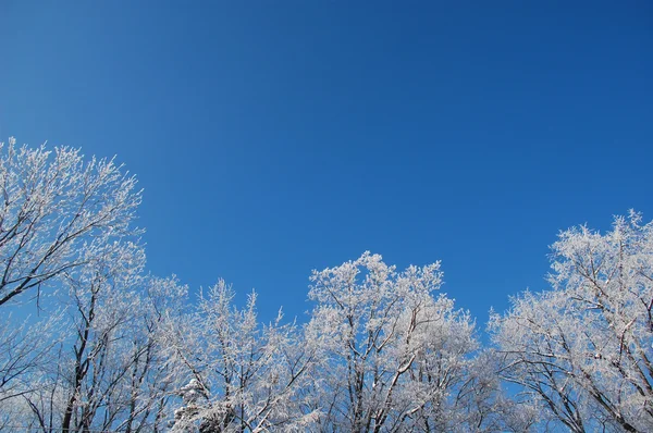 Zmrzlý stromy — Stock fotografie