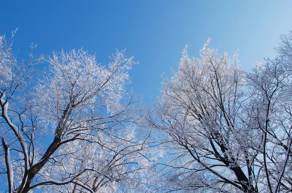 겨울의 아름다움 — 스톡 사진