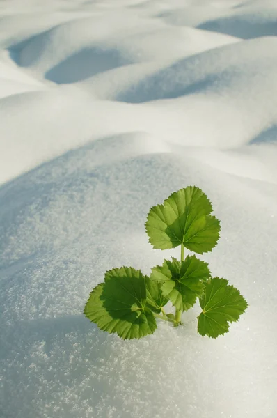 Plant growing in snow — Stock Photo, Image
