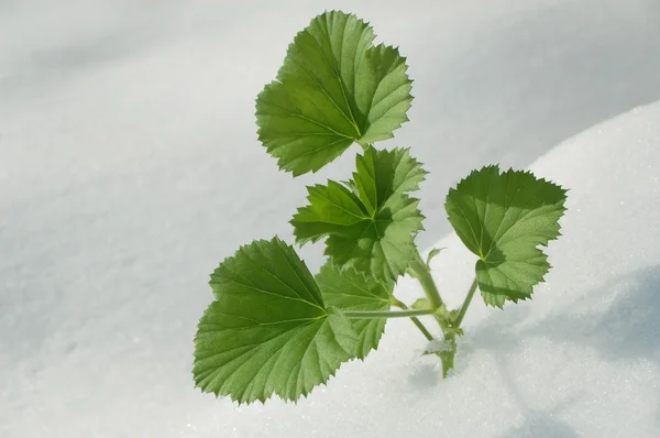 Зеленые растения в снегу — стоковое фото