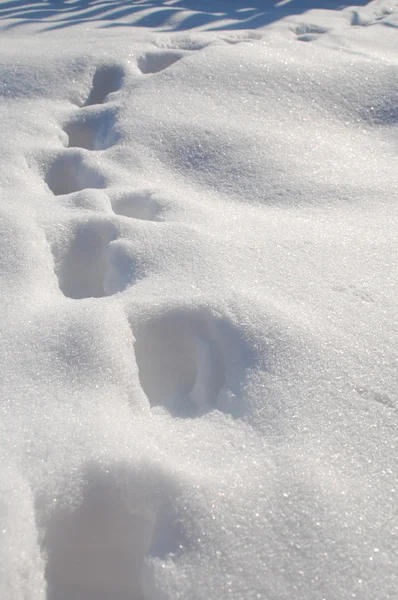 Сліди на снігу — стокове фото