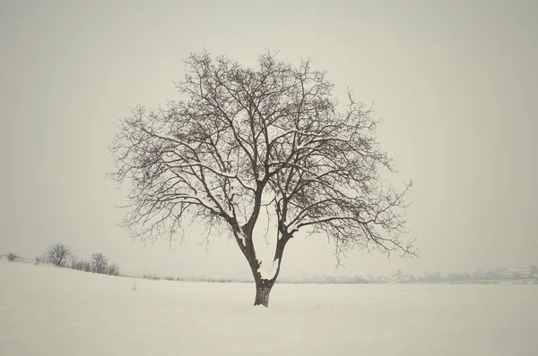 Kış ağacı