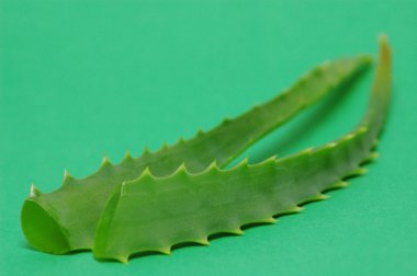 aloe vera yapraklar