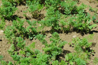 Carrot plants clipart