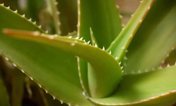 stock image Aloe vera plant