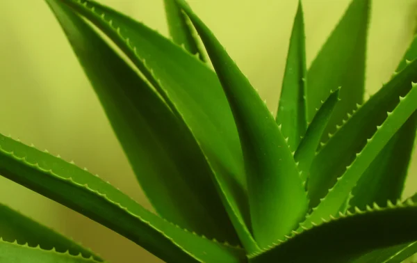 Aloe vera plant — Stock Photo, Image