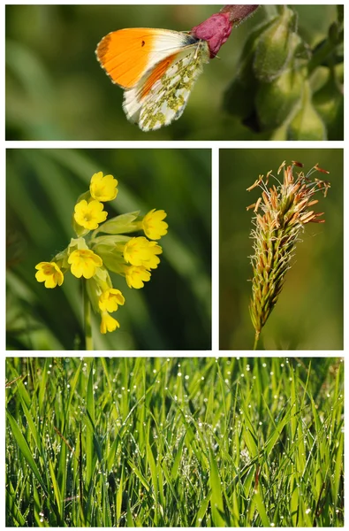 stock image Nature collage