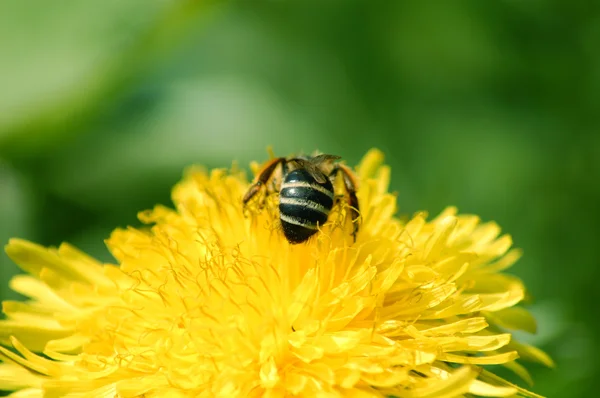 Abeja recogida de polen — Foto de Stock
