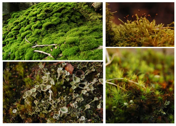 Moss collage — Stock Photo, Image