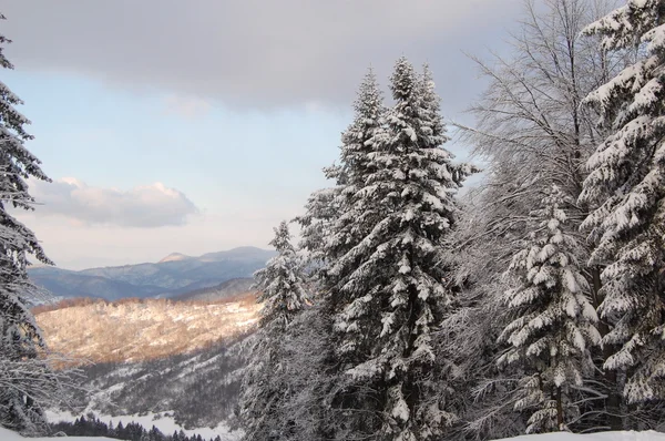 stock image Winter landscape
