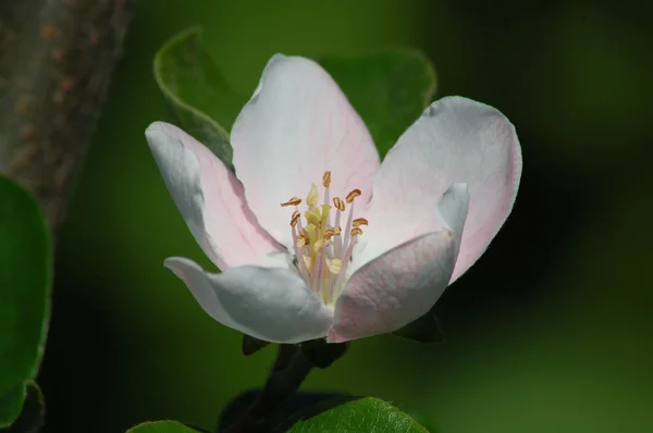 Quince flower — Stock Photo, Image