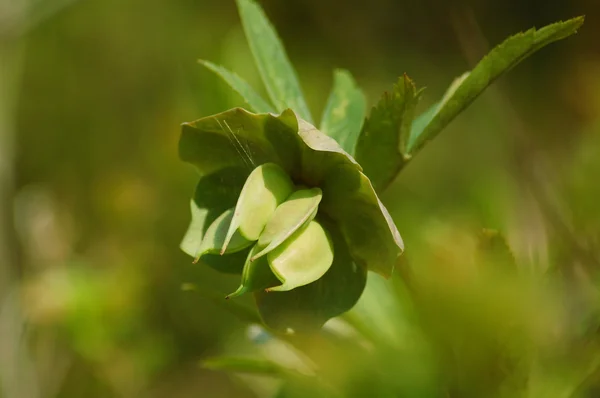Зеленое растение — стоковое фото