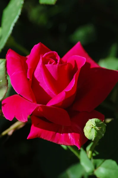 stock image Rose