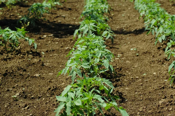 Tomatplantor — Stockfoto