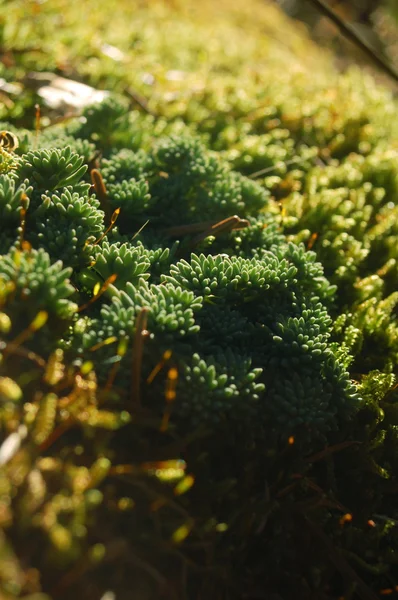 Gröna växter — Stockfoto