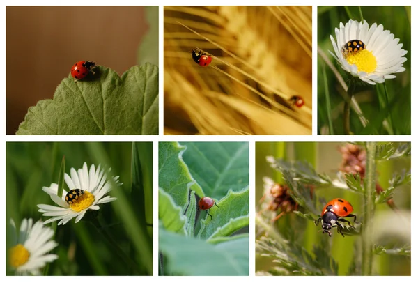 stock image Ladybugs collage