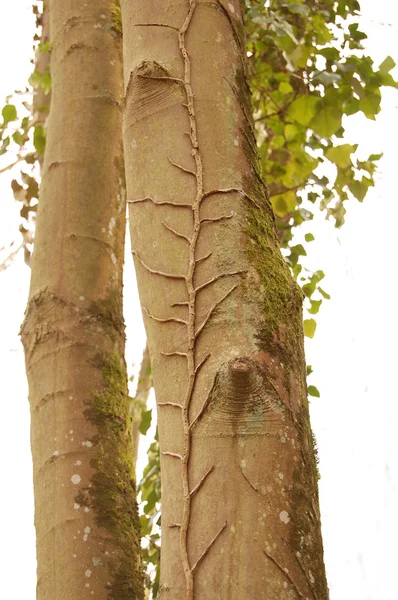나무 줄기 스톡 사진