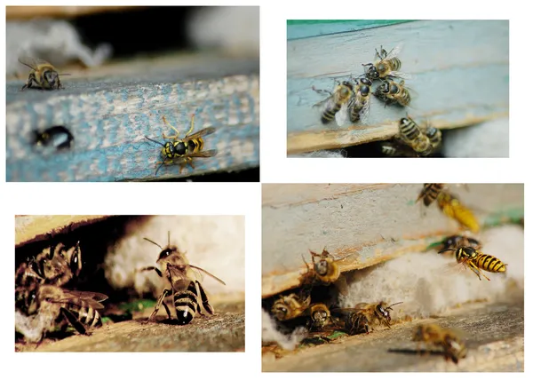 Honeybees — Stock Photo, Image