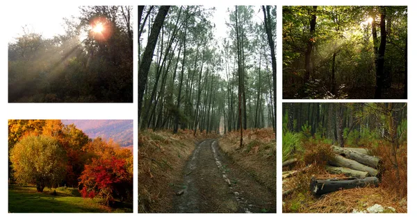 stock image Forest collage