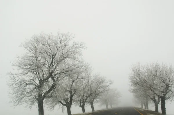 Foggy road — Stock Photo, Image