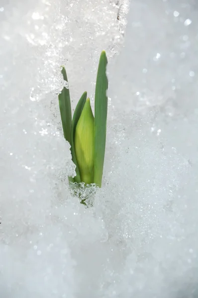 Plant in snow — Stock Photo, Image