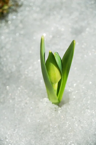 First plant in spring — Stock Photo, Image