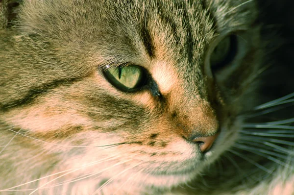 Кицька кішка — стокове фото