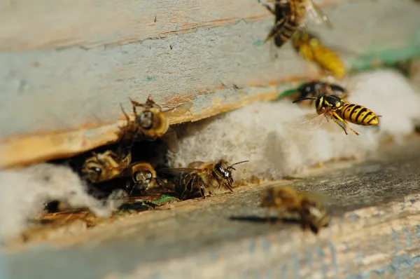 Arıların saldırısı — Stok fotoğraf
