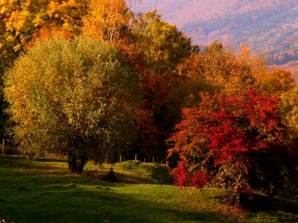 stock image Autumn trees