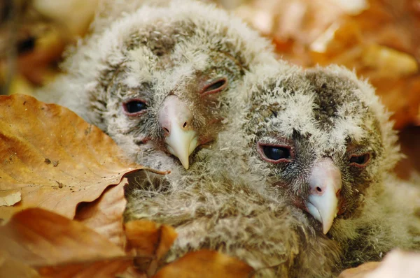 stock image Owl babies