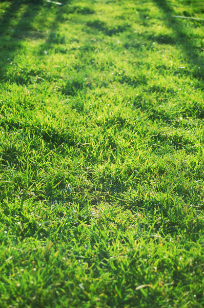 Green grass in the morning sun