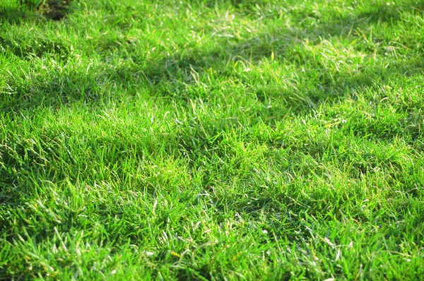 stock image Green grass