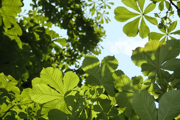 stock image Green chestnut leaves with sunny blue sk