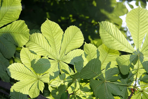 stock image Green chestnut leaves with sunny blue sk