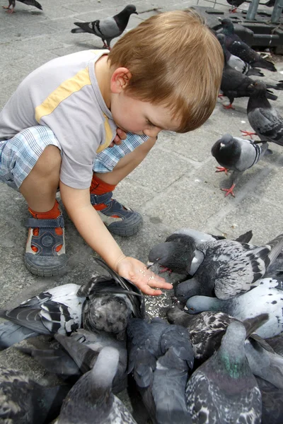 Chico está alimentando a los pájaros — Foto de Stock